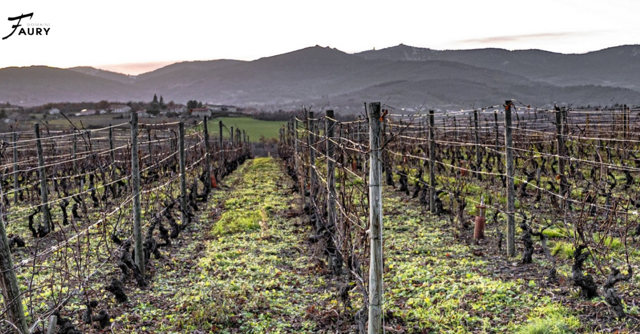 Winery-Faury-1290x674