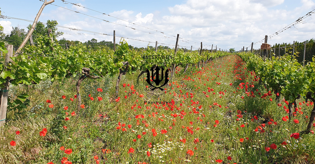 Winery-andert-1290x674