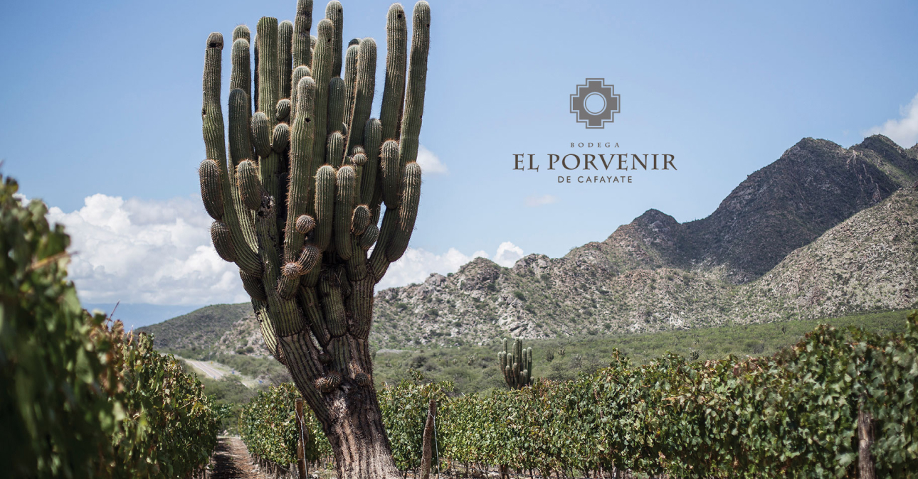 Winery-el-porvenir-1290x674