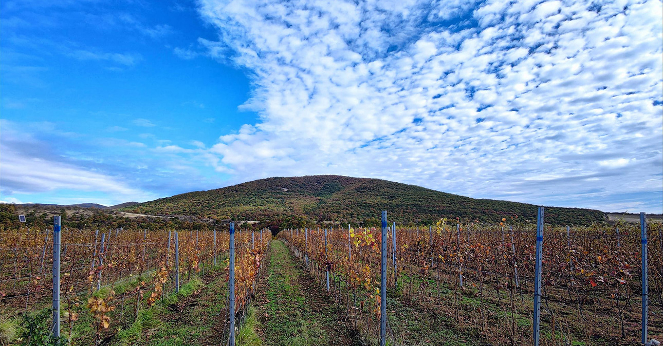 Winery-hegymente-1290x674