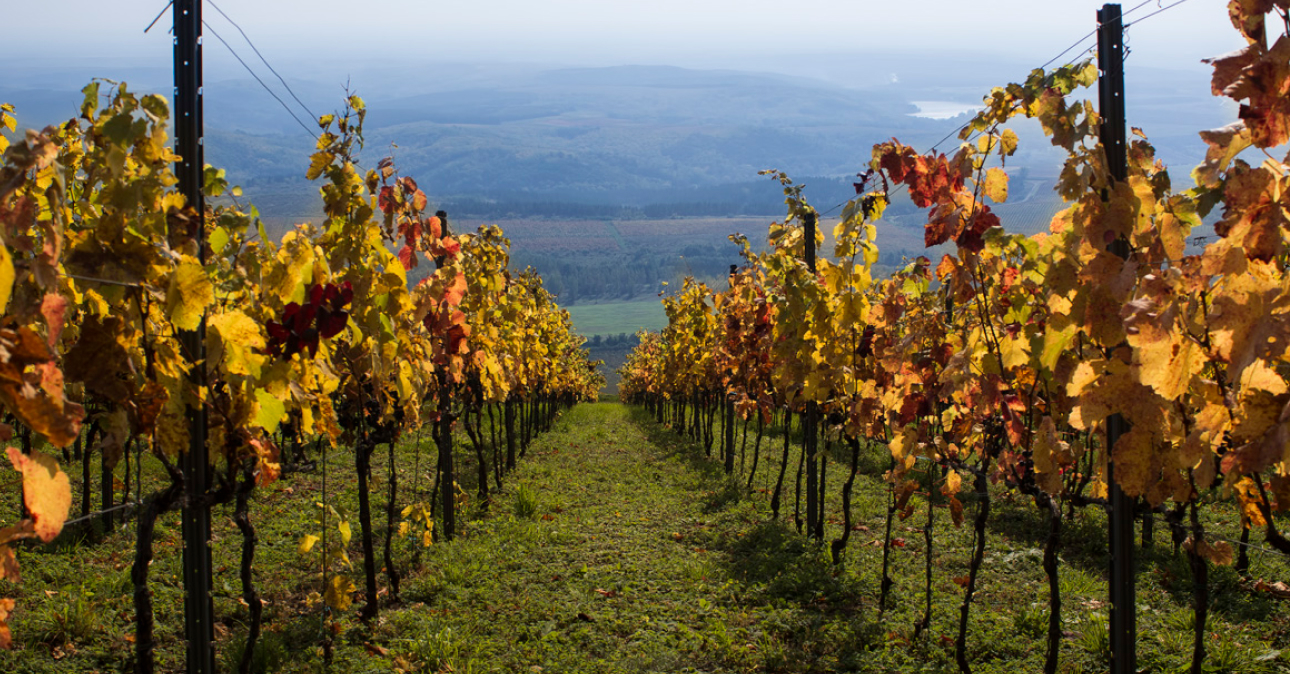 Winery-knw-1290x674