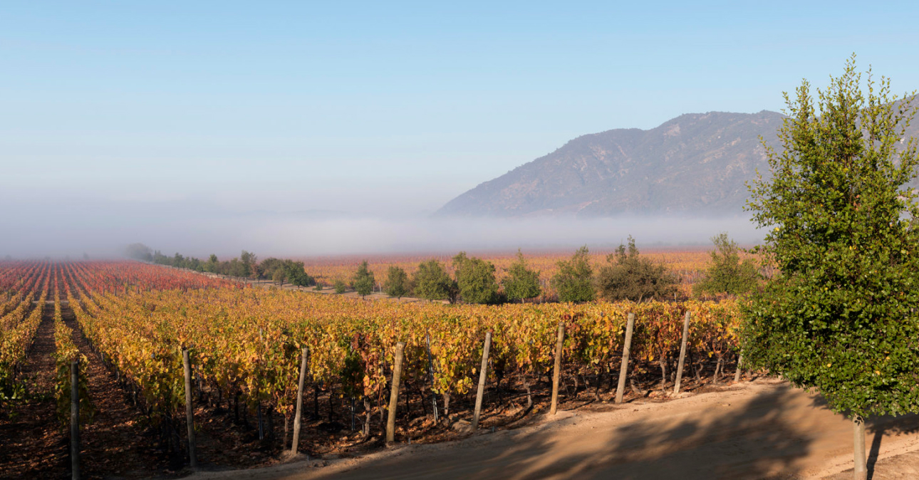 Winery-lapostolle-1290x674