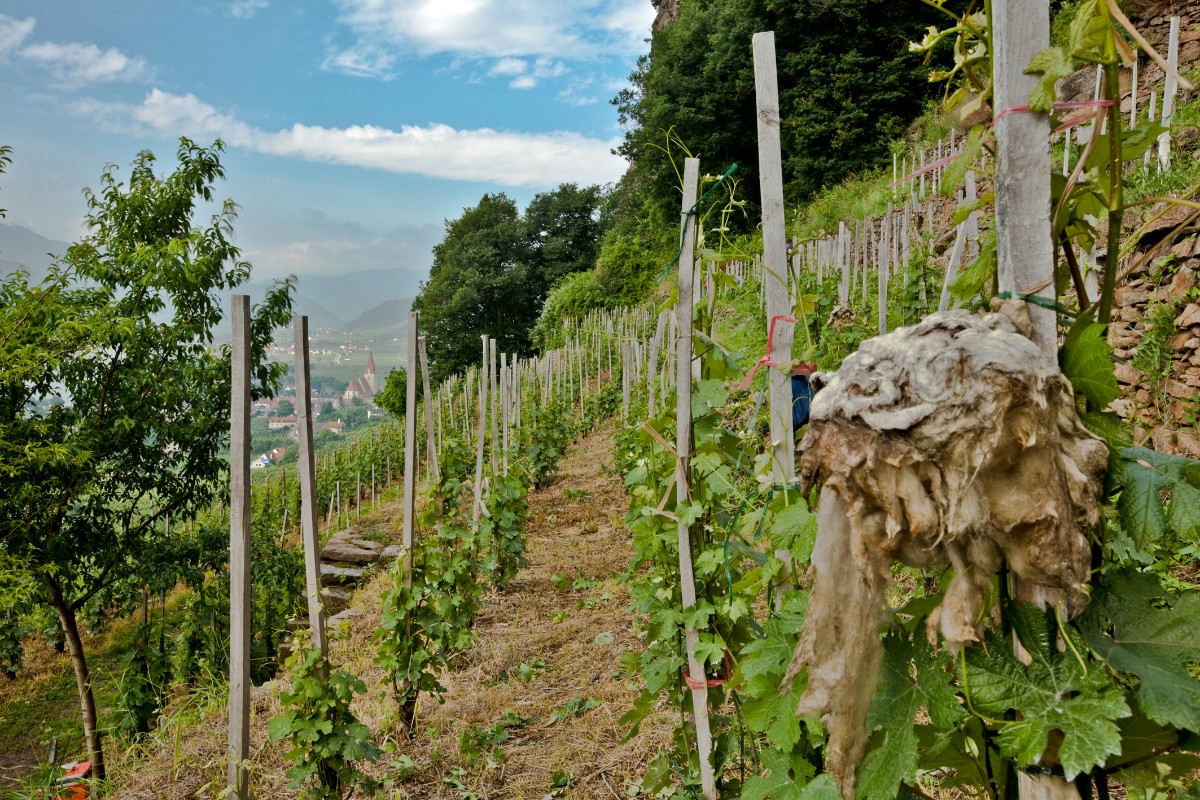 wachau