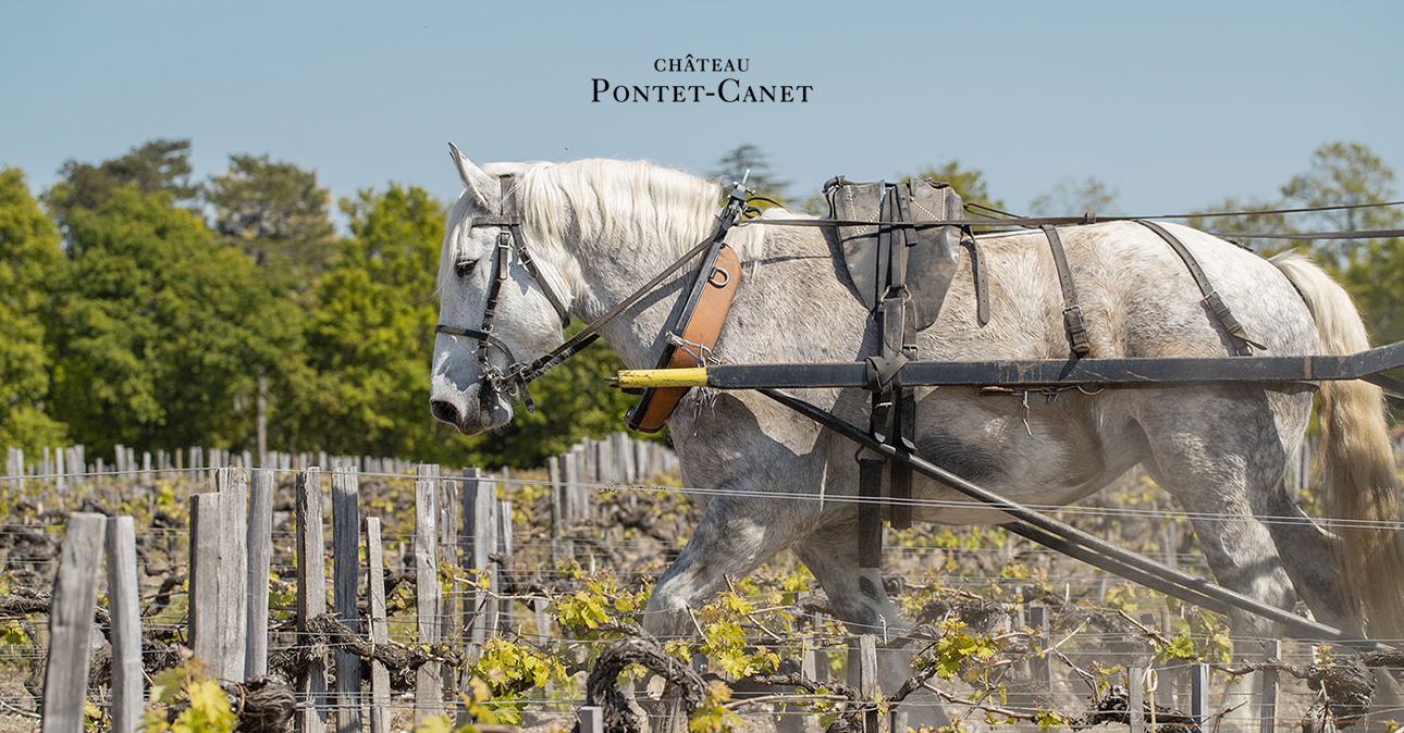 winery chateau pontet canet 1290x674