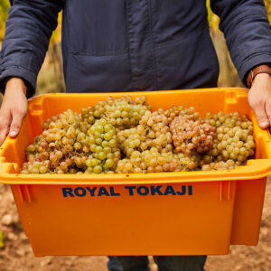 royal tokaji 4