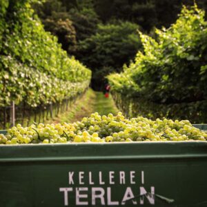 terlan (7)