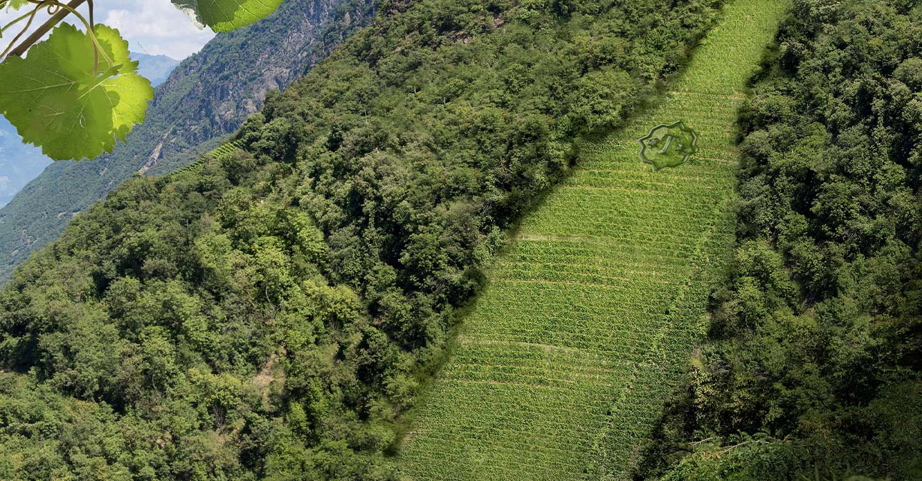 winery terlan 1290x674