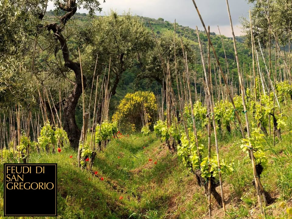 feudi di san gregorio 001