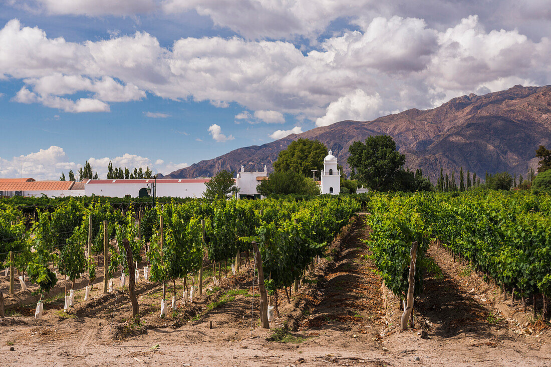 71078235 bodega el esteco a winery and vineyard in cafayate salta province north argentina argentina south america