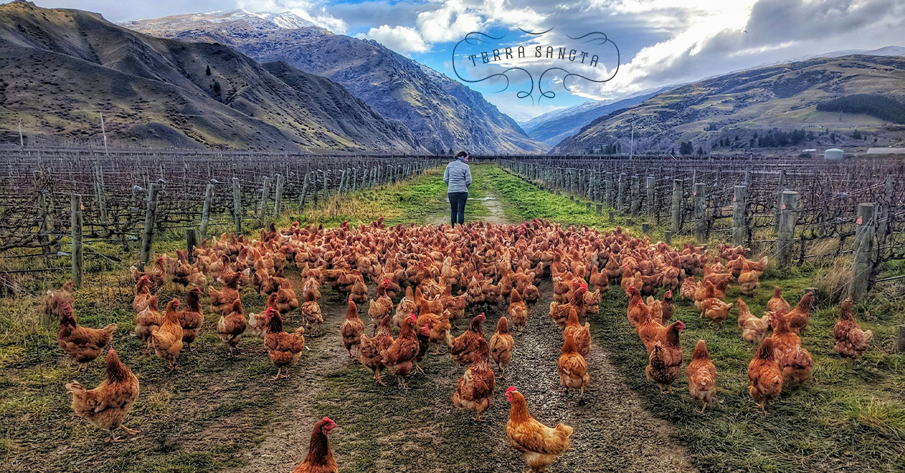 winery terra sancta 1290x674