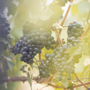 ruinart vendanges gafsou029 r