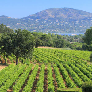 vignoble cepage 1920x1920