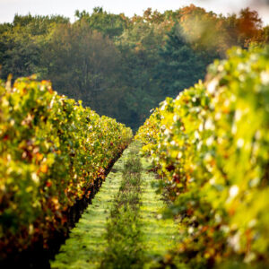 chateau clement pichon 003 1000