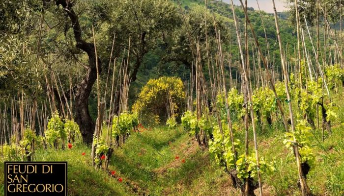 feudi di san gregorio 001